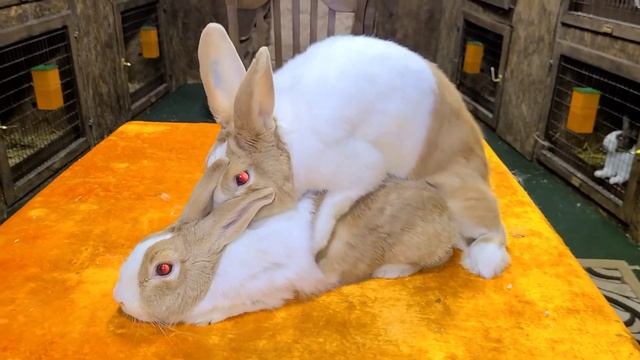 голландский кролики голд #quyon #кролик #bunny #rabbit #декоративныекролики смотреть онлайн