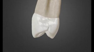 Премоляры кратко