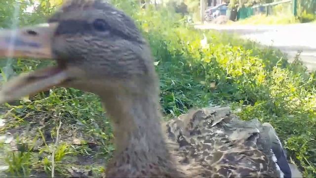 Поймали утку... смотреть онлайн
