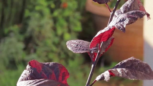 Canon powershot SX70 HS VideoTest 2 смотреть онлайн