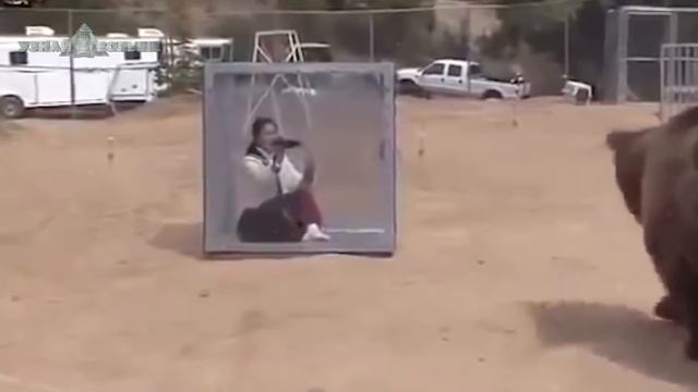 Случаи с Животными Когда Стекло Оказалось Не Таким Прочным смотреть онлайн
