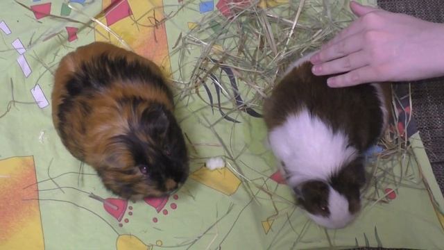 ХОМКИ. Рацион. Почему пищат морские свинки? смотреть онлайн