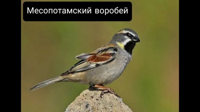 Основные виды воробьёв ?? смотреть онлайн