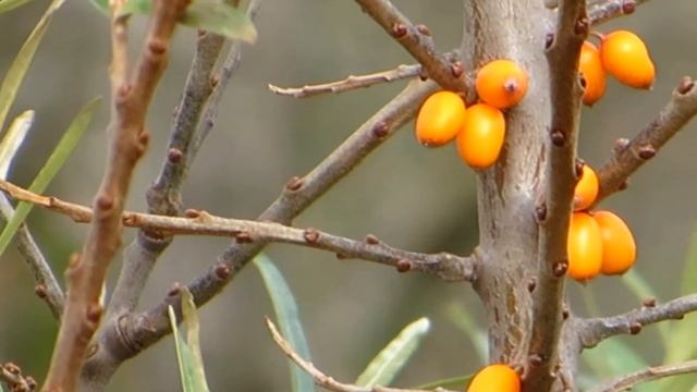 Sea Buckthorn Shrub (Hippophae Rhamnoides)