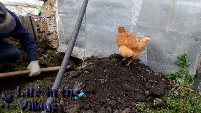 Курицы атакуют## КТО БЫСТРЕЕ КТО СМЕЛЕЕ# в гости зашла чужая кошка/ смотреть онлайн