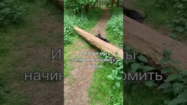 Почему питомцам нельзя сыр и хлеб ? ?? смотреть онлайн
