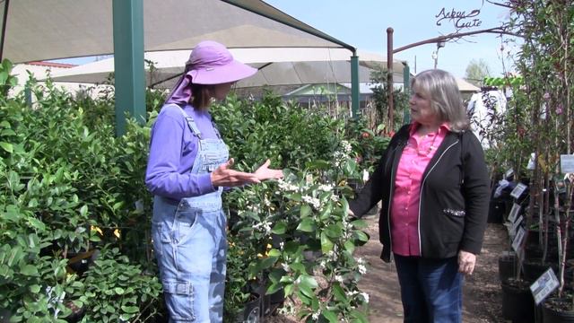 How to Get Citrus Trees to Bear Fruit смотреть онлайн