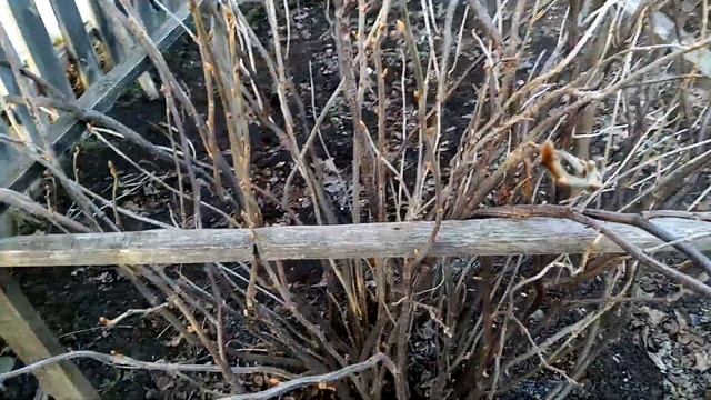 Опрыскиватель аккумуляторный Умница. Самоизоляция 2020г смотреть онлайн