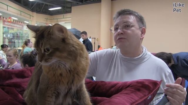 Сомали на ilikepet смотреть онлайн