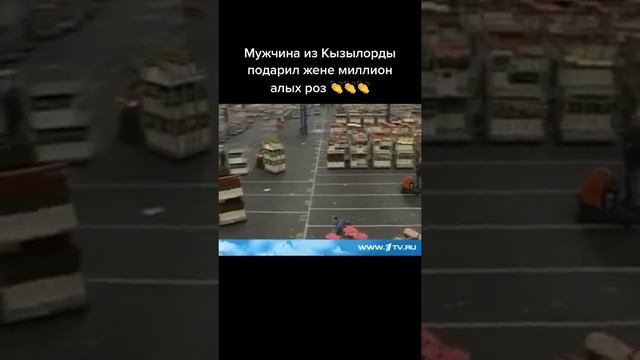 Мужчина из Кызылорды подарил жене миллион алых роз смотреть онлайн