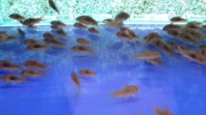 Аквариумные сомики  - коридорас золотистый