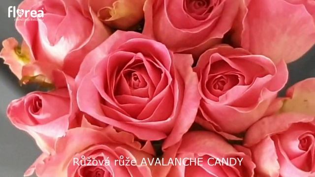 Růžová růže AVALANCHE CANDY - Florea.cz смотреть онлайн