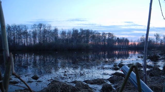 Весенний закат, плавающая ондатра и безмолвные чучела, весенняя охота 2014.