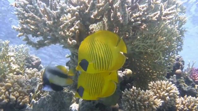 Deep Sleep In 10 Minutes: Coral Reef ASMR Sound Therapy For Study, Stress Relief, Anxiety Reduction