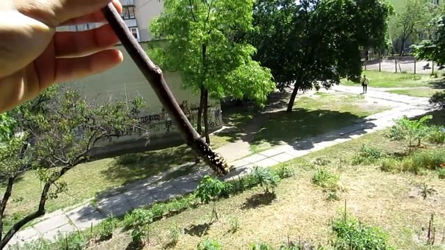 Приживаемость черенков инжира в условиях севера Украины. смотреть онлайн