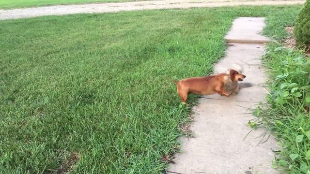 КАК КУШАЮТ НАШИ СОБАКИ и прогулка вокруг дома смотреть онлайн