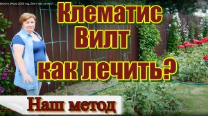 Клематис в Московской области Июль 2020 год. Вилт, как лечить