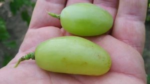 Огляд Г.Ф. винограду "Взлётная полоса".