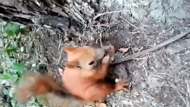 Это птица? Это самолет? НЕТ! Это белка! смотреть онлайн