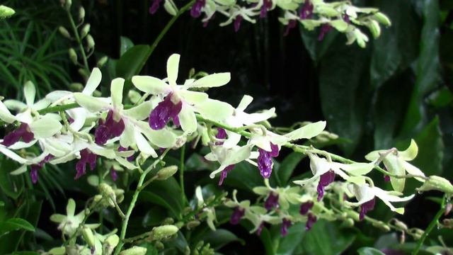 201302 Сингапур Сад орхидей после дождя смотреть онлайн