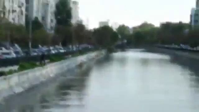 Дельфины в реке Бухареста смотреть онлайн