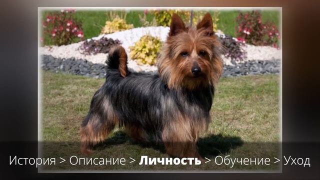 Австралийский Терьер, порода собак для дома смотреть онлайн