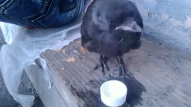 Прикол Грачонок ничего не боится смотреть онлайн