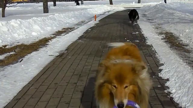 Сквер Medium- колли играют) Тутта и Зулейка смотреть онлайн