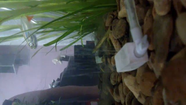 аквариумный распылитель воздуха из точильного камня смотреть онлайн