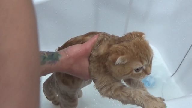 КОШКА ЛЮБИТ КУПАТЬСЯ? Котенок Фокси плачет в ванной мой питомец смотреть онлайн
