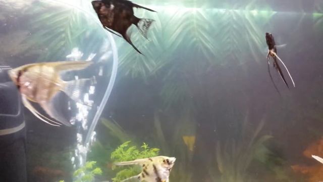 Pterophyllum scalare or Angel fish scalari one of the most beautiful aquarium fishes in the world смотреть онлайн