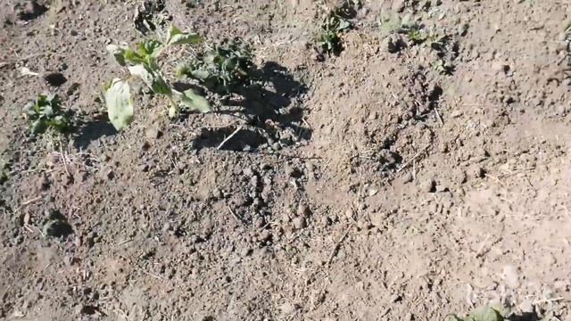 Июньские заморозки убили картофель.Успеет ли созреть картофель после пересадки. смотреть онлайн