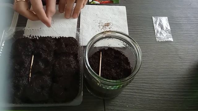 Сеем семена крупноплодной земляники в торфяные таблетки и банку смотреть онлайн