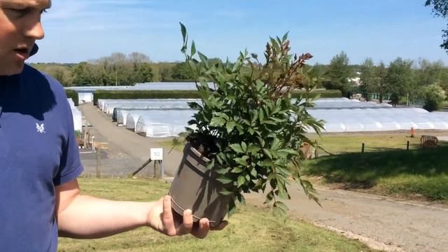 Bransford Webbs Weekly Looking Good Video 15.05.19 смотреть онлайн