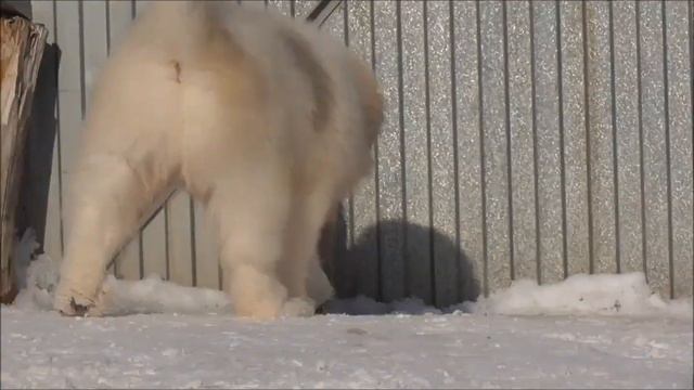 Пиренейский мишка и коржики... смотреть онлайн