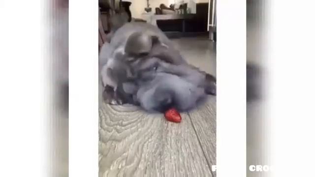 Смешные животные. До слез. Funny Animals. Собаки и коты. #смешныеживотные #funnyanimals