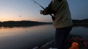 СУПЕР рыбалка на СОМА || КРЕВЕТКИ против ПЕЧЕНИ || СОМ на ПЕЧЕНЬ || СОМ на КРЕВЕТКИ