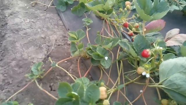 Клубника Кабрилло Готовим саженцы с открытой корневой смотреть онлайн