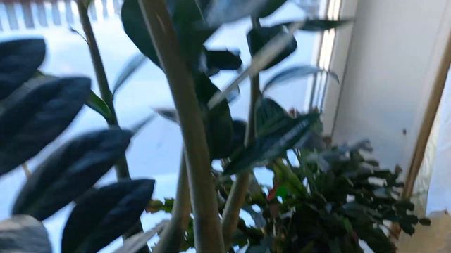 готовая работа февраля)))цветы на подоконнике смотреть онлайн