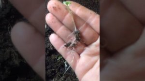 ВОРСЯНКА (всходы пикировка)сухоцвет.Флористический материал