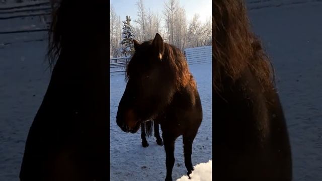Сибирские лошади смотреть онлайн