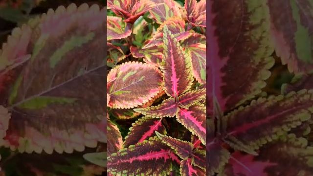 Колеусы "Scarlet Ribbon"и "Combat" смотреть онлайн