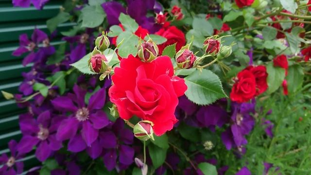 Роза "Sympathie " смотреть онлайн