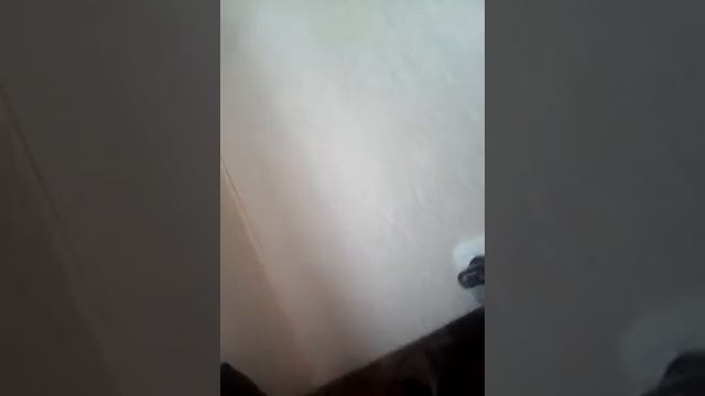 Видео на веб-камеру