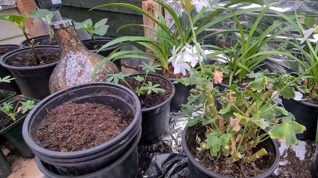 How to look after your Pelargoniums during winter смотреть онлайн