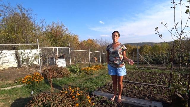 Сколько у меня теперь клубники/ Подарки от зрителя/ Про колоновидные груши. смотреть онлайн