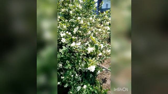 Цветущий чубушник