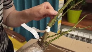 Розы почтой 58!!! Питомник роз Соколовых. Какие саженцы мне пришли?