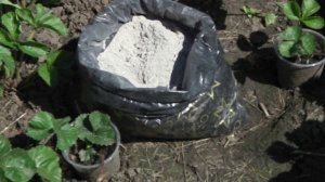 ЗОЛА   - ОТЛИЧНОЕ  УДОБРЕНИЕ  ДЛЯ КЛУБНИКИ (ЗЕМЛЯНИКИ) И ДРУГИХ САДОВО-ОГОРОДНЫХ КУЛЬТУР