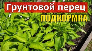 Чудо подкормка для перцев грунтовых. Рост, завязь и обильный урожай. Компоненты Легкодоступные.